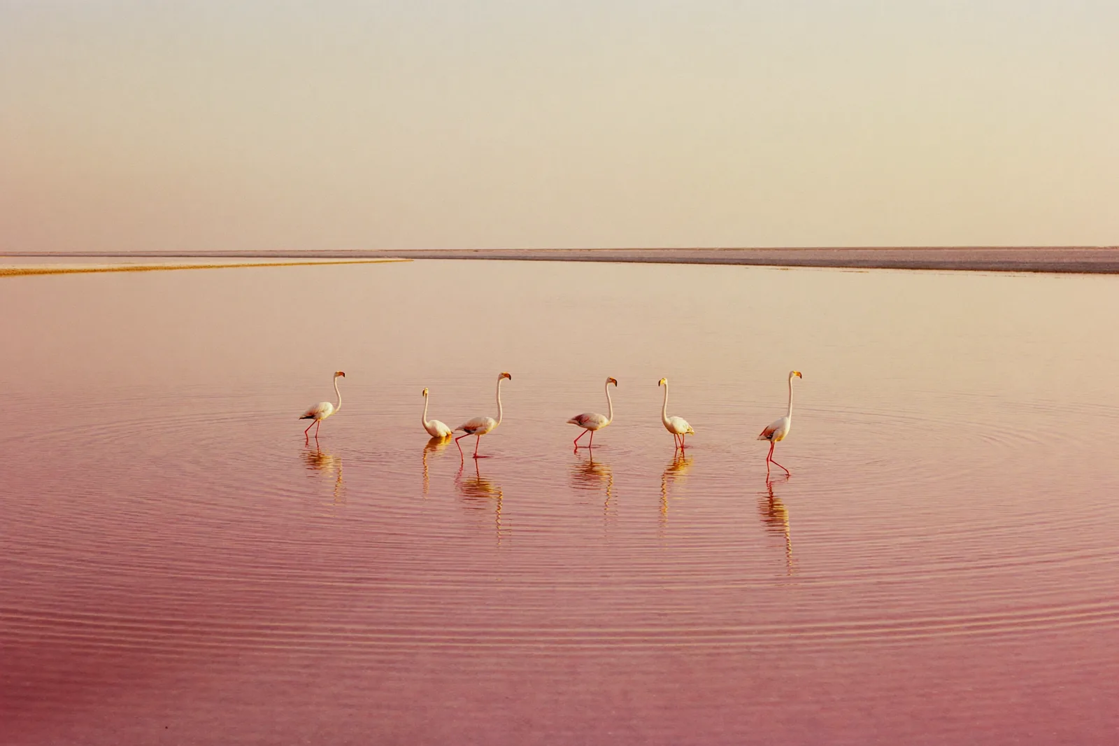 Flamingos wading the pink salt lagoon at Torrevieja at dusk