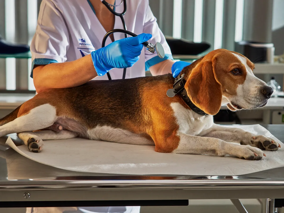 Beagle lying calmly on the exam table during a check-up